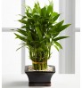 Feng Shui - Lucky Bamboo (any stalks) with ceramic planter